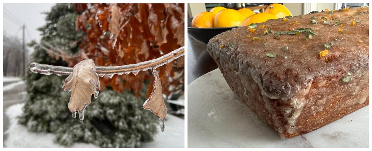 a photo of ice coating a leafy branch after a winter storm is arranged next to a photo of the finished meyer lemon cake. the glaze on the cake has a similar appearance to that of the icy glaze on the branch.